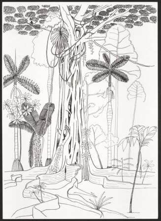 Francis Hallé, Ficus étrangleur, forêt de Pakitza, Amazonie péruvienne, non daté