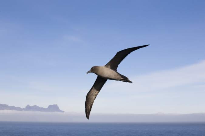 Albatros fuligineux à dos clair au large de l'archipel de Crozet