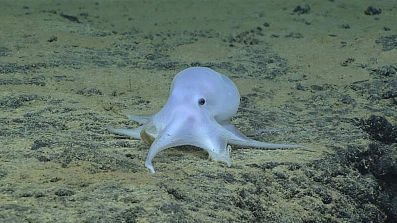 Peut-être une nouvelle espèce d'octopode