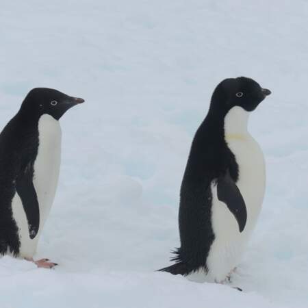 Manchots en Antarctique par José Leval / Communauté GEO
