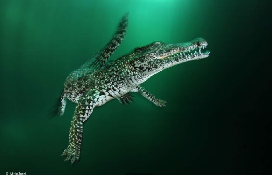 Finaliste : Crocodile de Cuba / Péninsule de Zapata, Cuba