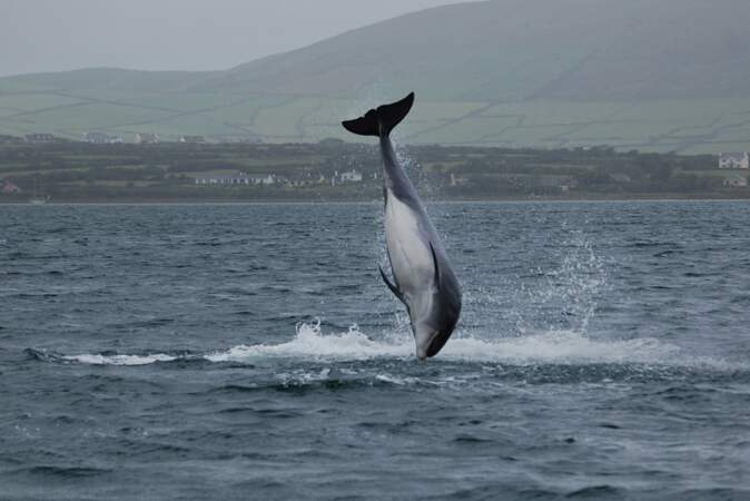 Observer dauphins et baleines en Irlande