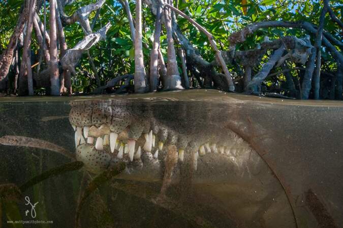 Crocodile américain dans l'archipel cubain des Jardines de la Reina