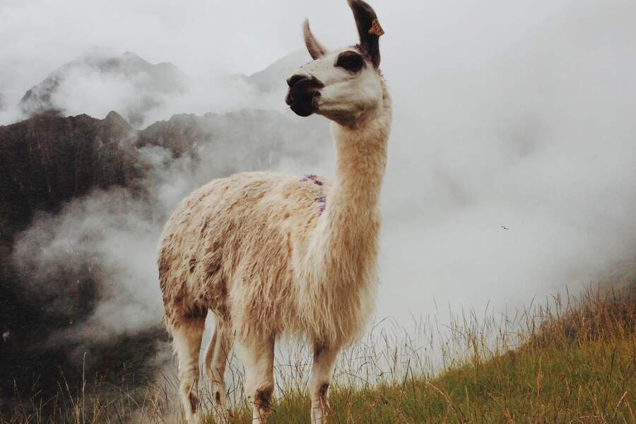 Le lama, symbole du Pérou