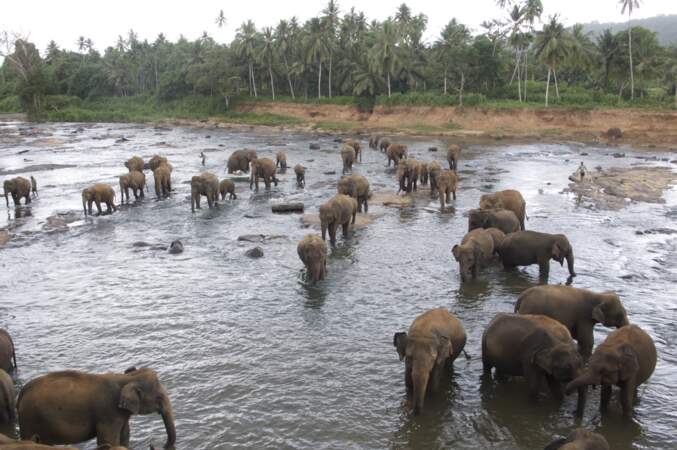 L'orphelinat des éléphants de Pinnawela au Sri Lanka