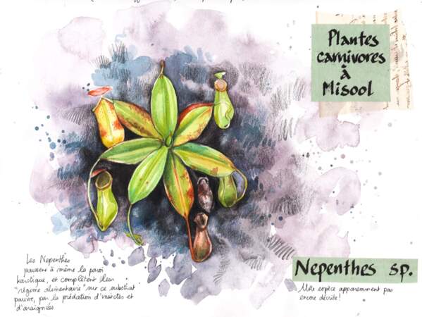 Plantes carnivores (Nepenthes) 