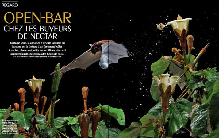 Open-bar chez les buveurs de nectar