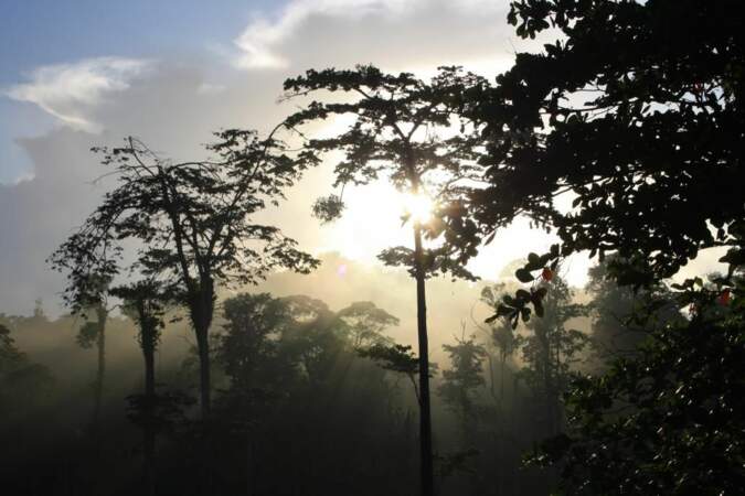 Brume sur la forêt équatoriale