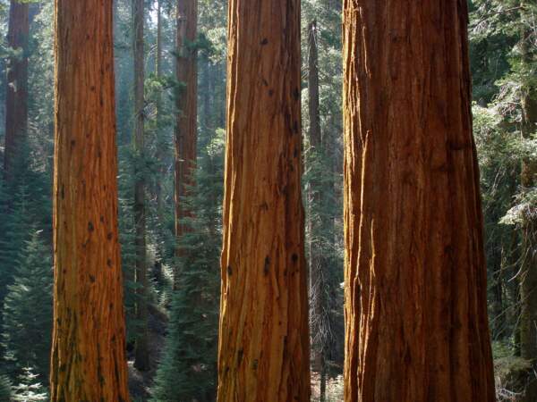 Le séquoia géant de Californie