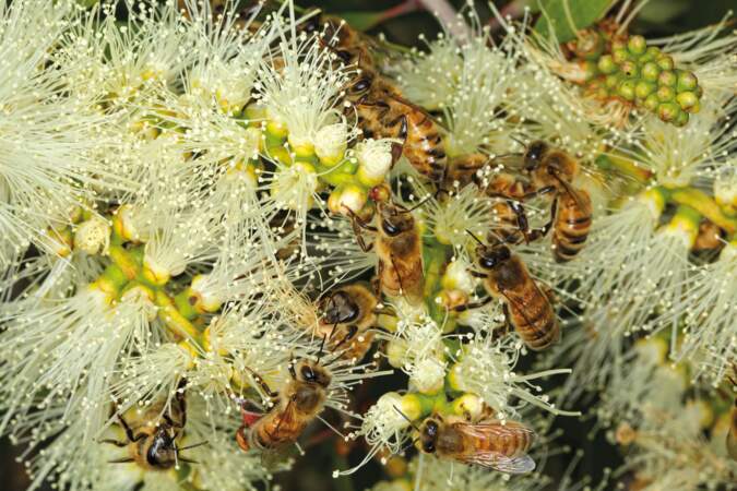 En Australie, des records de production de miel