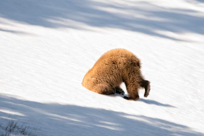 Quand un ours noir fait l'autruche... Parc national de Yellowstone, Etats-Unis