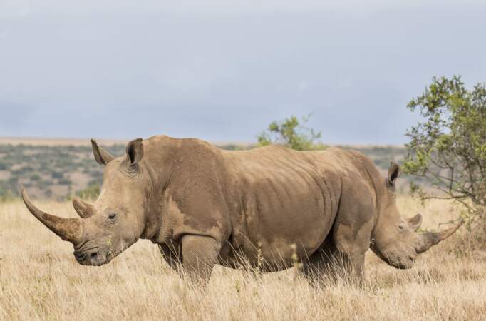 Rhinocéros "deux en un" à Laikipia, au Kenya