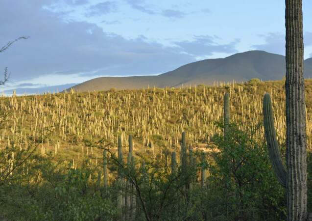 La vallée de Tehuacán-Cuicatlán : habitat originel de Méso-Amérique, Mexique 