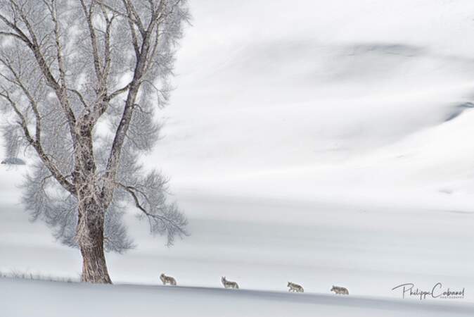 Coyotes par Philippe Cabanel