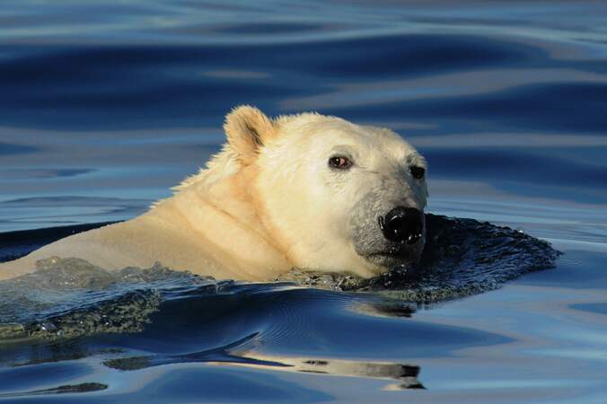 Ours polaire dans la mer de Baffin - Arctique