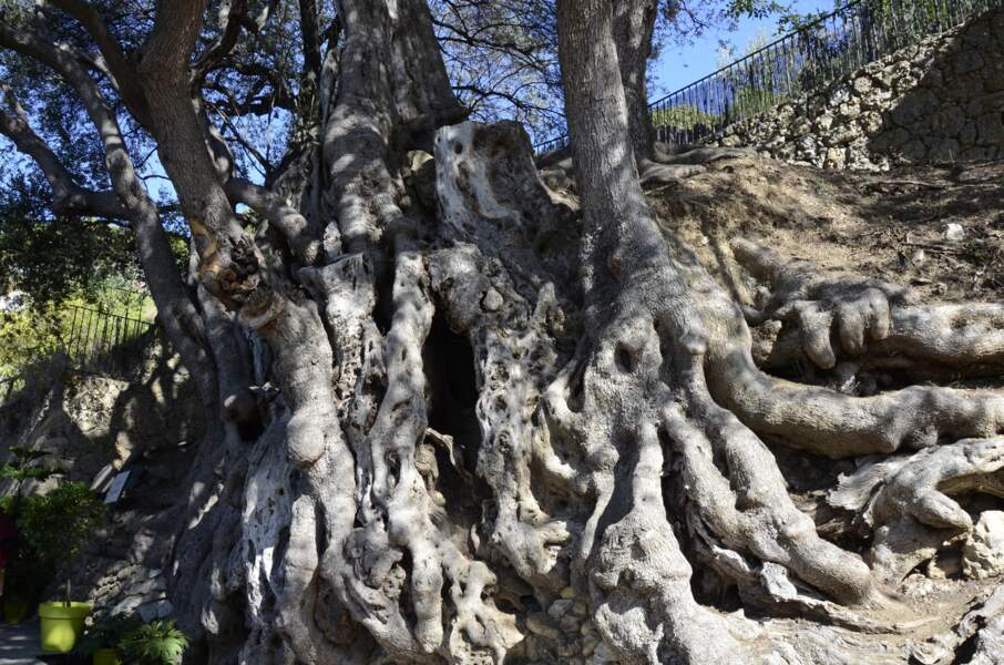 L'olivier de Roquebrune, l'ancêtre du pays