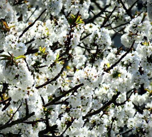 Cerisier en fleurs à Nantes