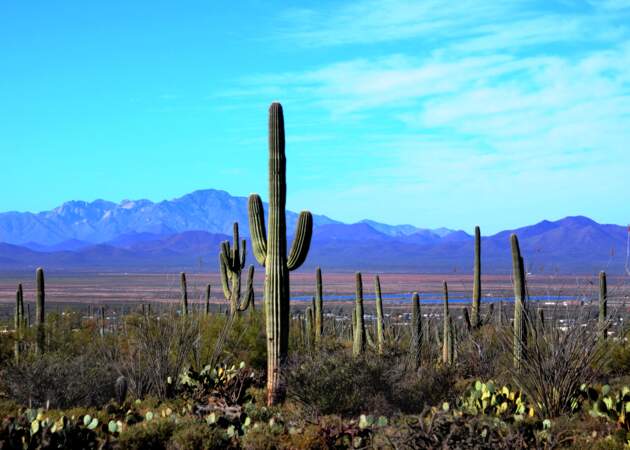 Le parc national de Saguaro 