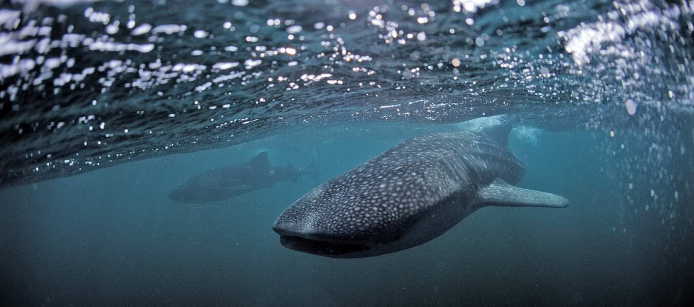 Requins-baleines au large des Seychelles