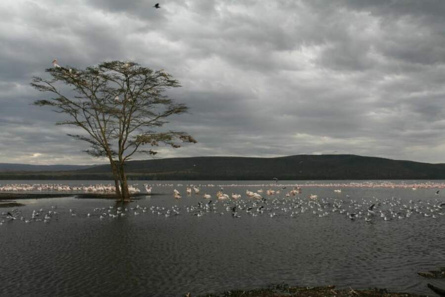 Photo prise sur les rives du lac Naivasha (Kenya) par le GEOnaute : masoa