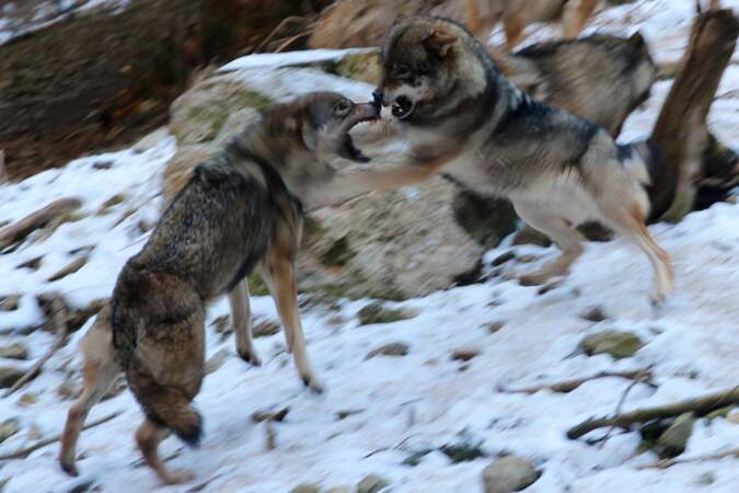 Loups au combat, dans les Alpes en France par Elisabeth Le Heiget / Communauté GEO