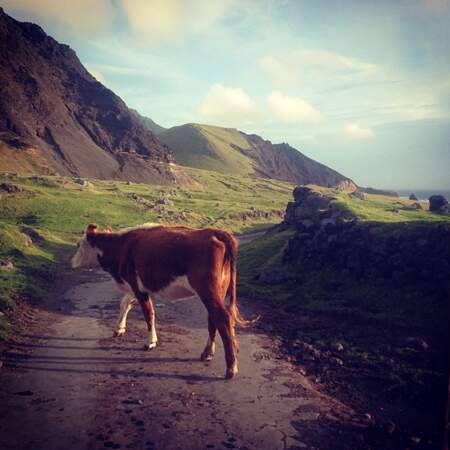 Le peuple des vaches Aberdeen-Angus à Tristan da Cunha.