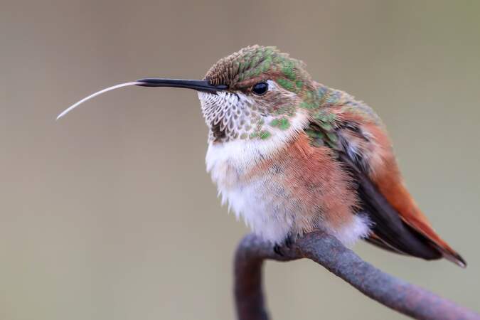 La langue du colibri