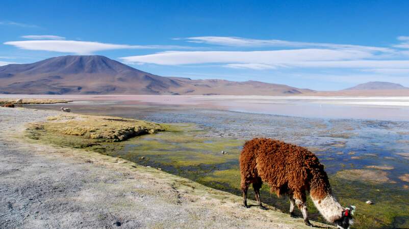 La laguna Colorada, en Bolivie