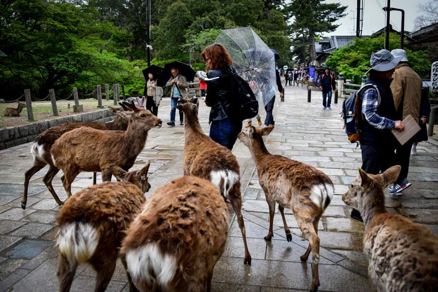 Nara, promenade parmi les cerfs et les dieux