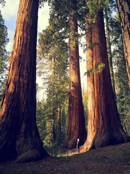 Sequoia National Park, dans l'est de la Californie