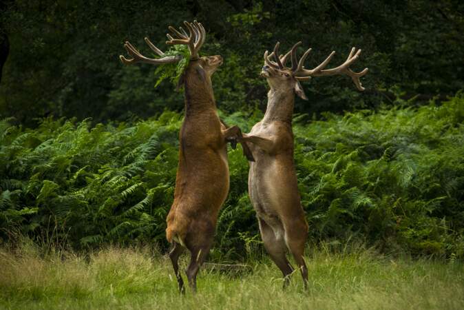 Danse avec les cerfs, Richmond Park, Londres, Royaume-Uni