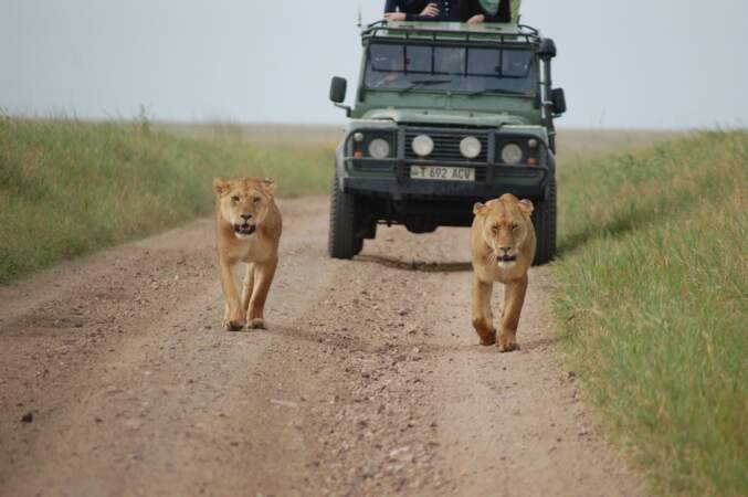 Organiser un safari en Tanzanie