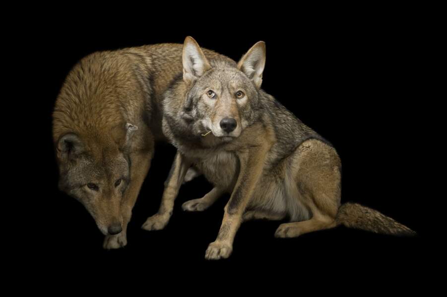 Loups rouges, Dakota du Sud