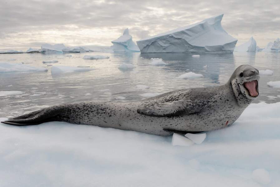 Léopard de mer à Port Charcot - Antarctique