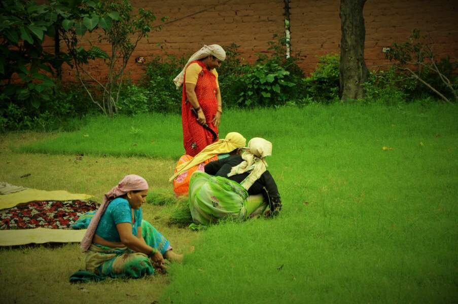 Femmes dans un champ de riz 