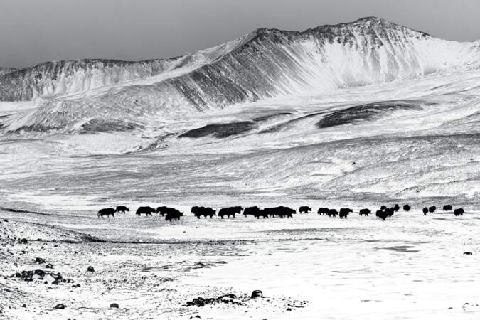 Yaks en plein hiver, Tibet oriental, février 2016