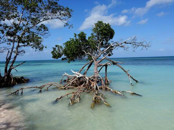 Cayo Jutias, petite île de sable blanc à l'ouest de Cuba, entourée d'une eau limpide