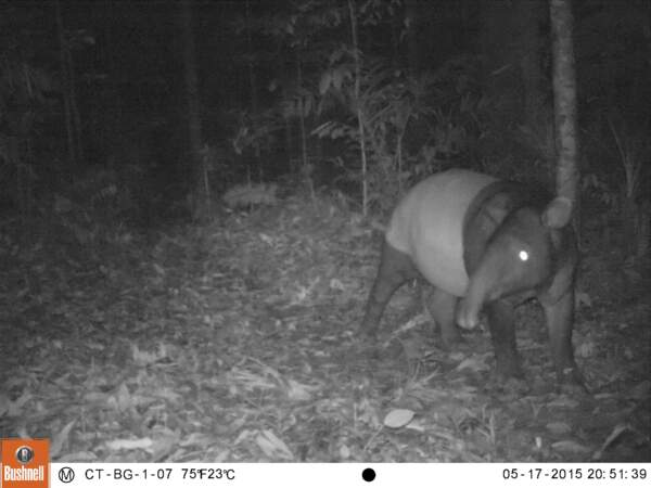 Un tapir de Malaisie pris en photo en Indonésie