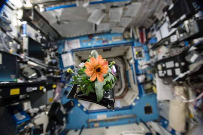 Pour la première fois, les astronautes ont réussi à faire pousser des fleurs dans l'espace