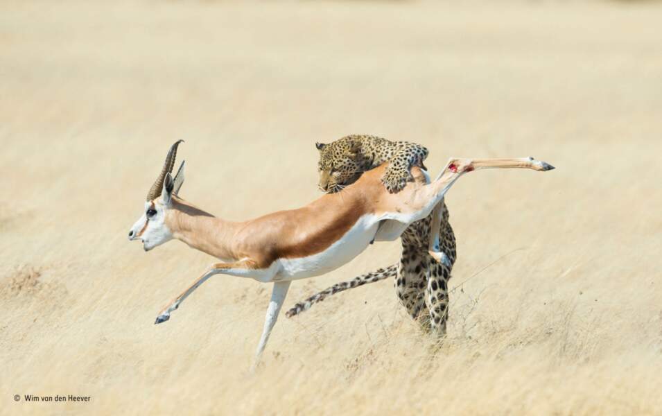 Finaliste : Léopard attaquant un springbok / Parc national d'Etosha, en Namibie