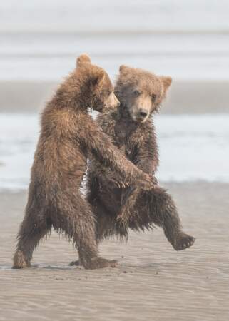 Petits petits ours bruns (sont des gentils galopins), Alaska, Etats-Unis