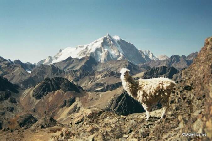 Bolivie - La Cordillère royale, un joyau d'altitude !