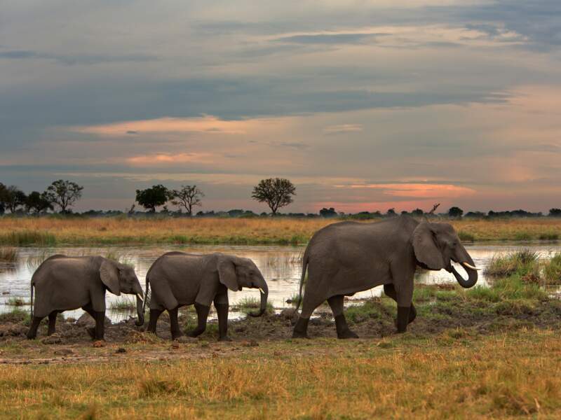 Numéro 7 / Le Botswana : le sanctuaire des éléphants