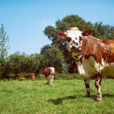 Ces vaches laitières produisent le plus réputé des camemberts