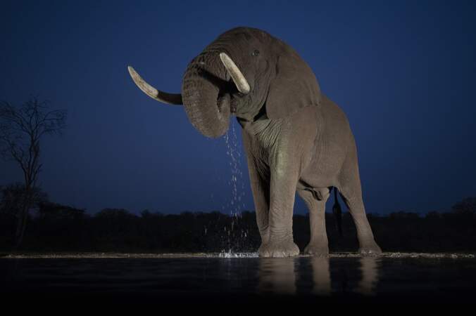 Eléphant d'Afrique par Jérôme Guillaumot