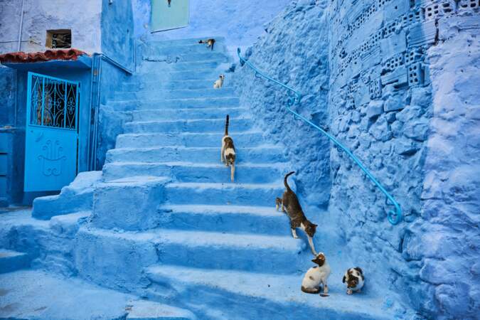 Les chats errants de Chefchaouen, au Maroc, peuvent compter sur la générosité des habitants