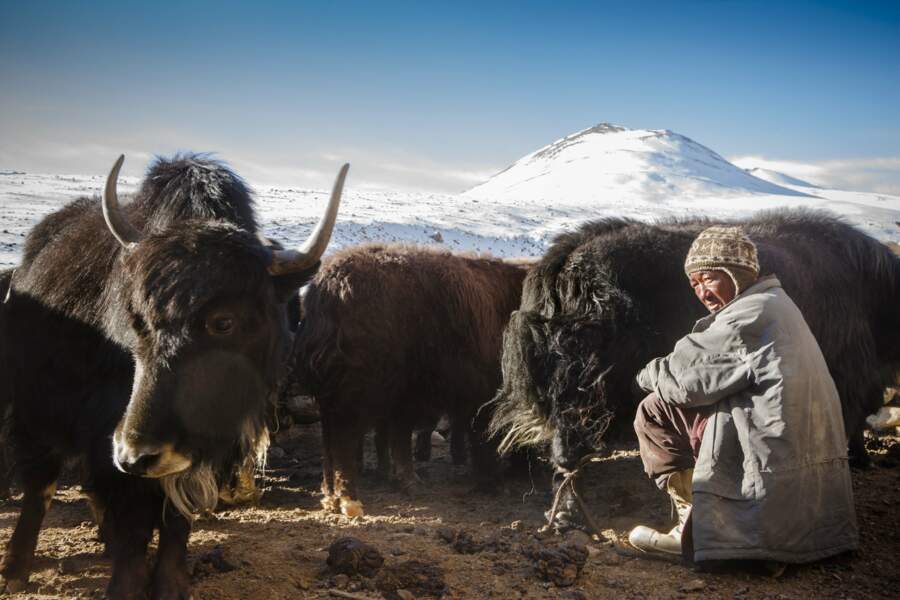 Eleveur de yaks