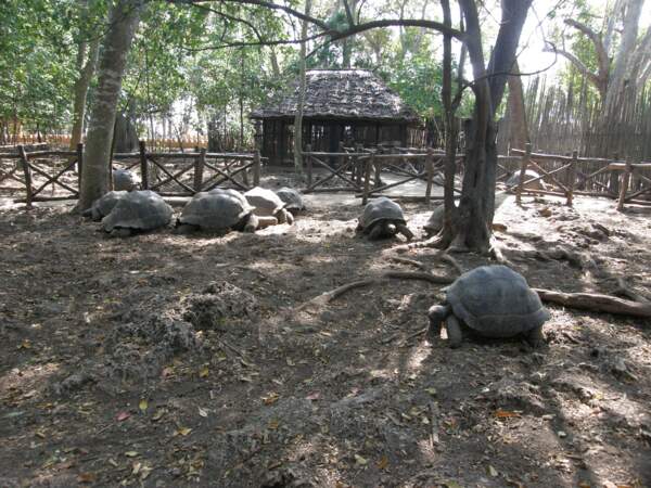 Prison Island : l'île des tortues