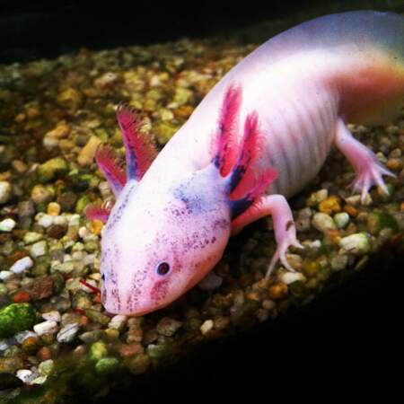 L'axolotl 