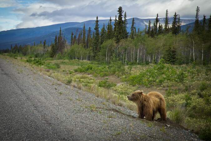 Canada - Roadtrip au Yukon et rencontre avec un grizzli